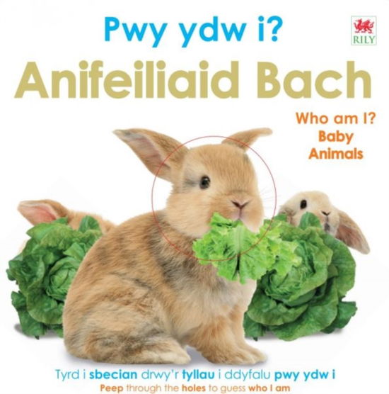 Cover for Dk · Pwy Ydw i? Anifeiliaid Bach / Who Am I? Baby Animals (Board book) [Bilingual edition] (2025)