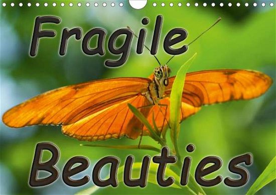 Cover for Grau · Fragile Beauties - Exotic butterfl (Book)