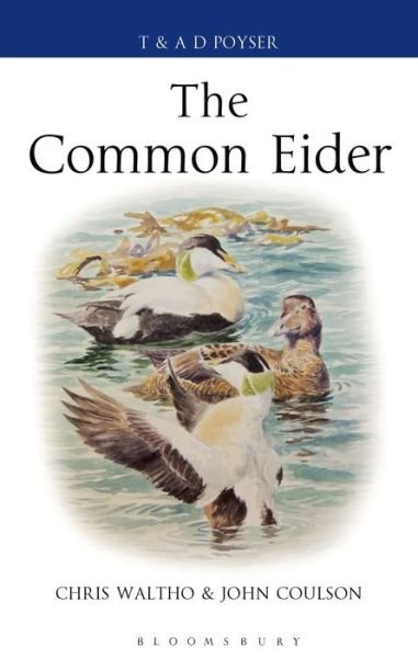 Cover for Chris Waltho · The Common Eider - Poyser Monographs (Innbunden bok) (2015)