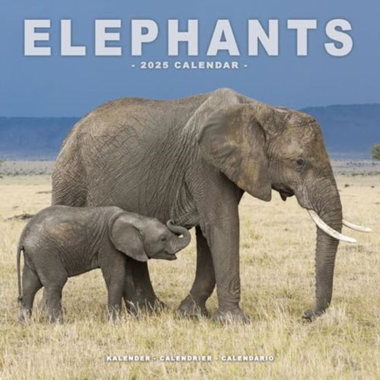 Cover for Elephants Calendar 2025  Square Wildlife Safari Wall Calendar - 16 Month (Calendar) (2024)