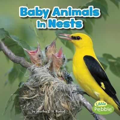 Cover for Martha E. H. Rustad · Baby Animals in Nests (Book) (2017)