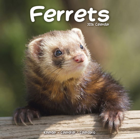 Cover for Ferrets Calendar 2026  Square Animal Wall Calendar - 16 Month (Calendar) (2025)