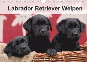 Cover for Peter Faber · Labrador Retriever Welpen (Wandkalender 2022 DIN A4 quer) (Calendar) (2021)
