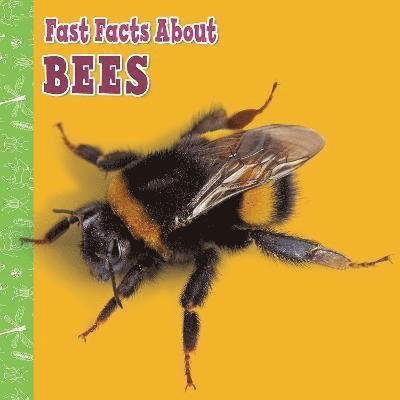 Cover for Lisa J. Amstutz · Fast Facts About Bees - Fast Facts About Insects and Spiders (Pocketbok) (2022)