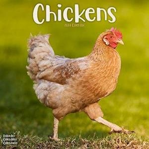 Cover for Chickens Calendar 2024  Square Farm Animals &amp; Birds Wall Calendar - 16 Month (Kalender) (2023)