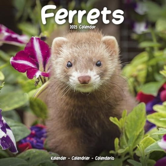 Cover for Ferrets Calendar 2025  Square Animal Wall Calendar - 16 Month (Calendar) (2024)