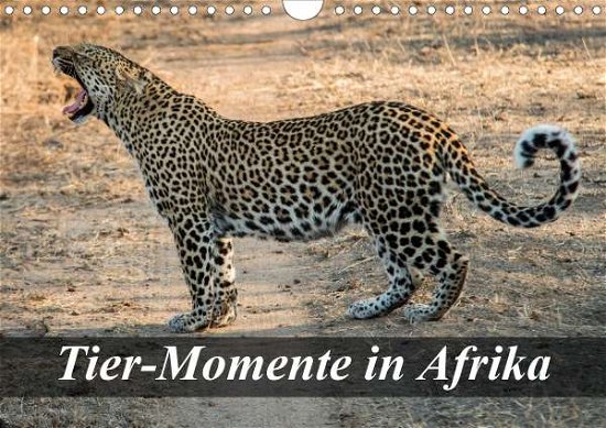 Cover for Janssen · Tier-Momente in Afrika (Wandkal (Book)