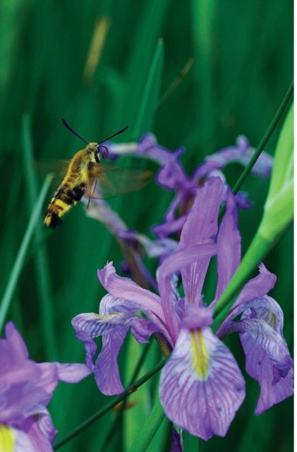 Cover for Jordan Wunderlich · Petite Wild Blue Iris Journal (Gebundenes Buch) (2018)