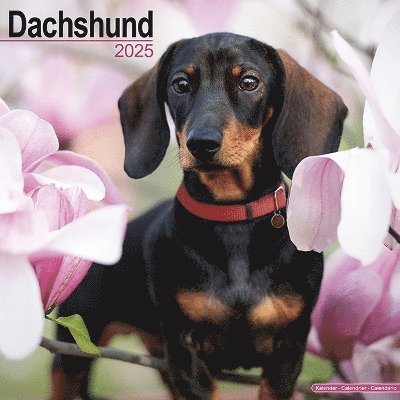 Cover for Dachshund Calendar 2025 Square Dog Breed Wall Calendar - 16 Month (Kalender) (2024)