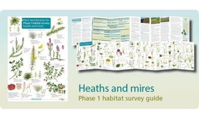 Cover for Hilary Wallace · Plant identification for Phase 1 habitat survey: heaths and meres (Paperback Book) (2017)