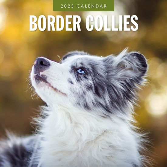 Cover for Red Robin · Border Collies 2025 Square Wall Calendar (Taschenbuch) (2024)