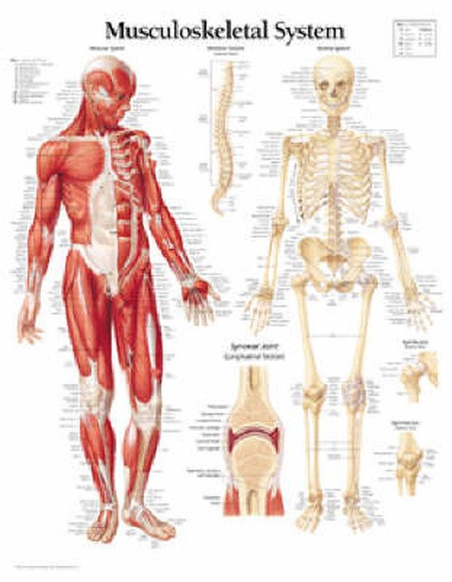 Scientific Publishing · Musculoskeletal System Laminated Poster (Poster) (2003)