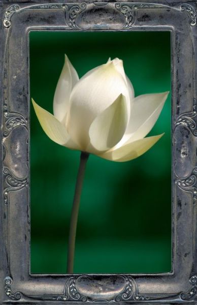 Letting the Lotus Bloom - Kevin Joel Kelly - Books - Llumina Press - 9781625504340 - March 23, 2017