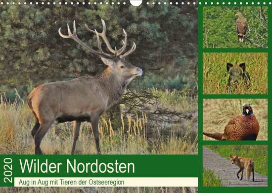 Cover for Schaack · Wilder Nordosten - Aug in Aug m (Buch)