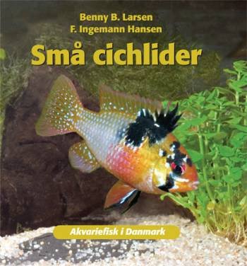 Akvariefisk i Danmark: Små cichlider - Benny B. Larsen F. Ingemann Hansen - Böcker - Atelier - 9788778575340 - 25 januari 2008