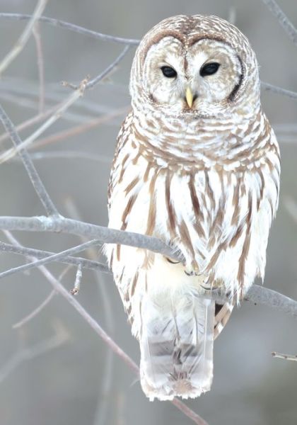 Cover for Galison · Snow Owl Boxed Holiday Notecards (Flashcards) (2015)