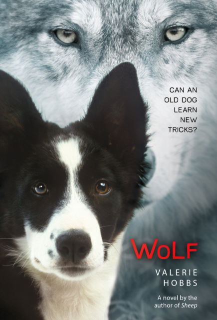 Cover for Valerie Hobbs · Wolf (Paperback Book) (2016)