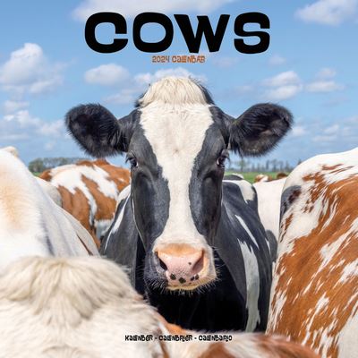 Cows Calendar 2024  Square Farm Animal Wall Calendar - 16 Month - Avonside Publishing Ltd - Merchandise - Avonside Publishing Ltd - 9781804601341 - July 1, 2023