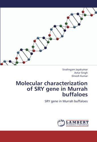 Cover for Dinesh Kumar · Molecular Characterization of Sry Gene in Murrah Buffaloes (Paperback Book) (2012)