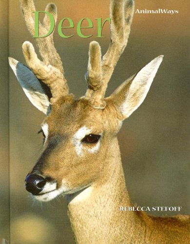 Cover for Rebecca Stefoff · Deer (Animalways) (Hardcover Book) (2008)