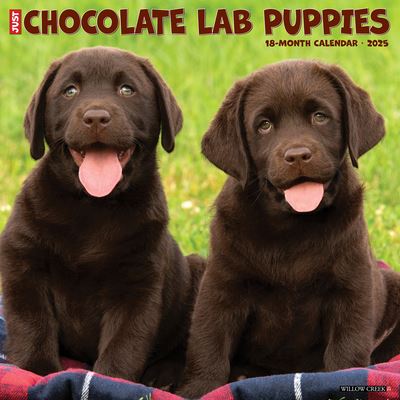 Willow Creek Press · Just Chocolate Lab Puppies 2025 12 X 12 Wall Calendar (Calendar) (2024)