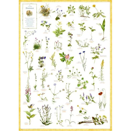 Svenska blommor (Flora Fagerberg) - plakat - Hjelm Förlag - Mercancía - Hjelm Förlag - 7393182007343 - 2000