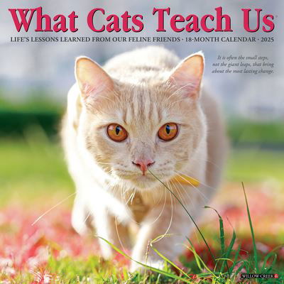Cover for Willow Creek Press · What Cats Teach Us 2025 12 X 12 Wall Calendar (Calendar) (2024)