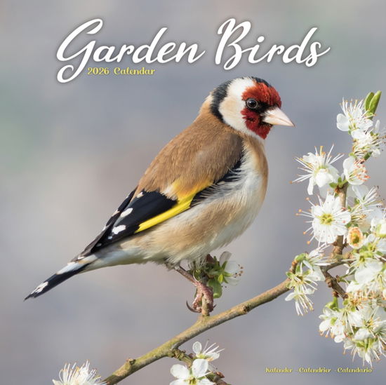 Cover for Garden Birds Calendar 2026  Square Birds Wall Calendar - 16 Month (Calendar) (2025)