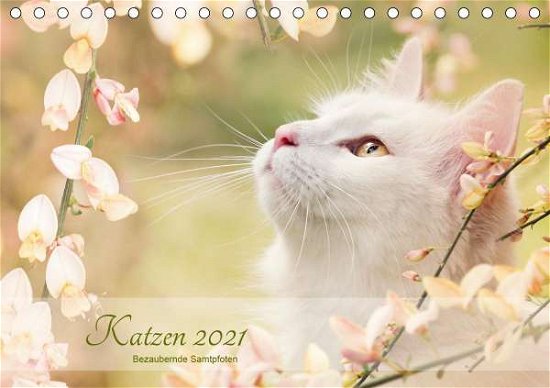 Cover for Pohle · Katzen 2021 Bezaubernde Samtpfote (Bog)