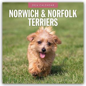 Cover for Red Robin · Norwich &amp; Norfolk Terriers 2026 Square Wall Calendar (Paperback Book) (2025)
