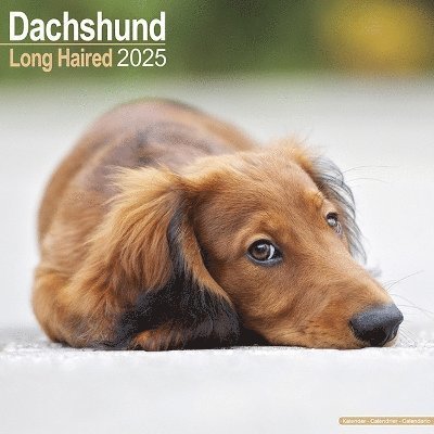Cover for Longhaired Dachshund Calendar 2025 Square Dog Breed Wall Calendar - 16 Month (Kalender) (2024)