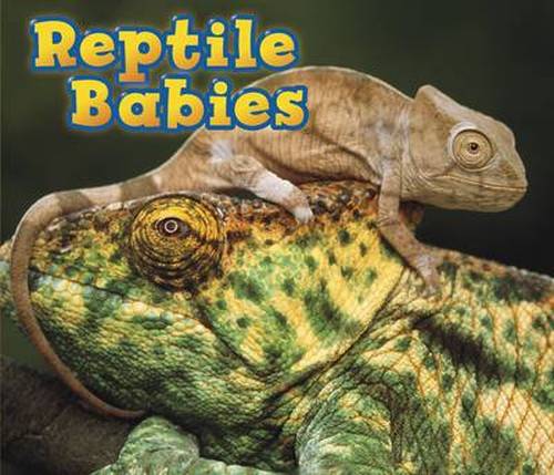 Cover for Catherine Veitch · Reptile Babies - Animal Babies (Pocketbok) (2014)