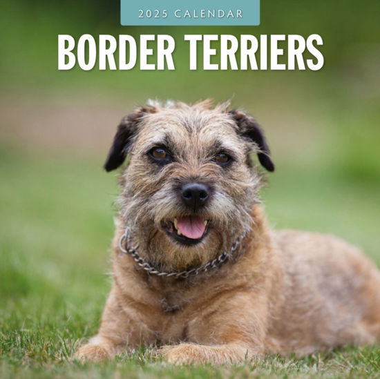 Cover for Red Robin · Border Terriers 2025 Square Wall Calendar (Taschenbuch) (2024)