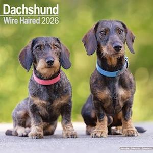 Cover for Wirehaired Dachshund Calendar 2026  Square Dog Breed Wall Calendar - 16 Month (Calendar) (2025)