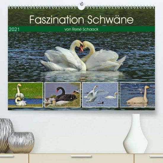 Cover for Schaack · Faszination Schwäne (Premium, h (Buch)