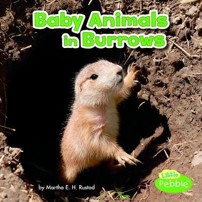 Cover for Martha E. H. Rustad · Baby Animals in Burrows (Book) (2017)