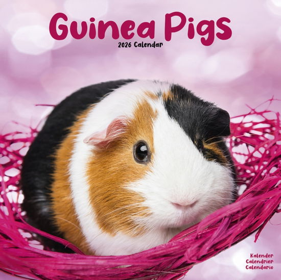 Cover for Guinea Pigs Calendar 2026  Square Animal Wall Calendar - 16 Month (Calendar) (2025)