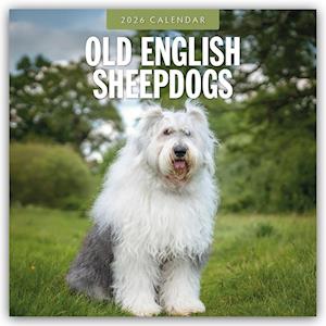 Cover for Red Robin · Old English Sheepdogs 2026 Square Wall Calendar (Paperback Book) (2025)