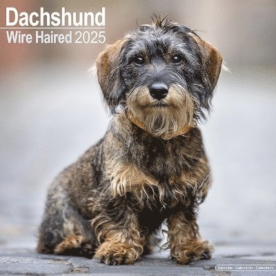 Cover for Wirehaired Dachshund Calendar 2025 Square Dog Breed Wall Calendar - 16 Month (Kalender) (2024)