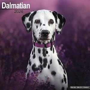 Cover for Dalmatian Calendar 2026  Square Dog Breed Wall Calendar - 16 Month (Calendar) (2025)