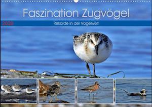 Faszination Zugvögel - Rekorde - Schaack - Bücher -  - 9783670948353 - 