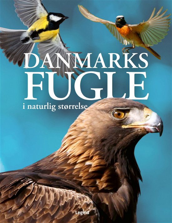 Nancy J. Hajeski · Danmarks fugle i naturlig størrelse (Indbundet Bog) [1. udgave] (2024)