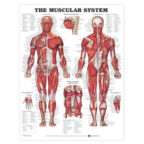 Cover for Anatomical Chart Com · The Muscular System Anatomical Chart (Kartor) (2002)