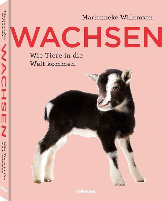 Cover for Willemsen · Wachsen (Book)