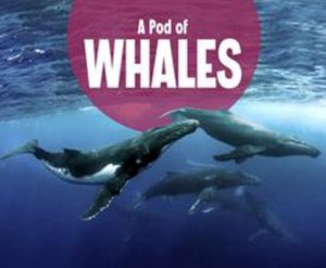 Cover for Lucia Raatma · A Pod of Whales - Animal Groups (Paperback Book) (2020)