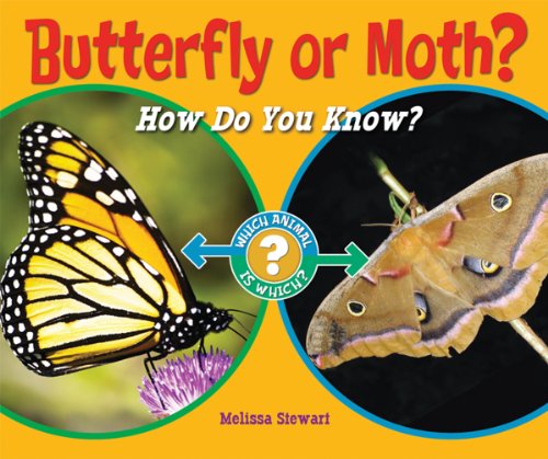 Butterfly or Moth?: How Do You Know? (Which Animal is Which?) - Melissa Stewart - Książki - Enslow Elementary - 9781598452358 - 16 stycznia 2011