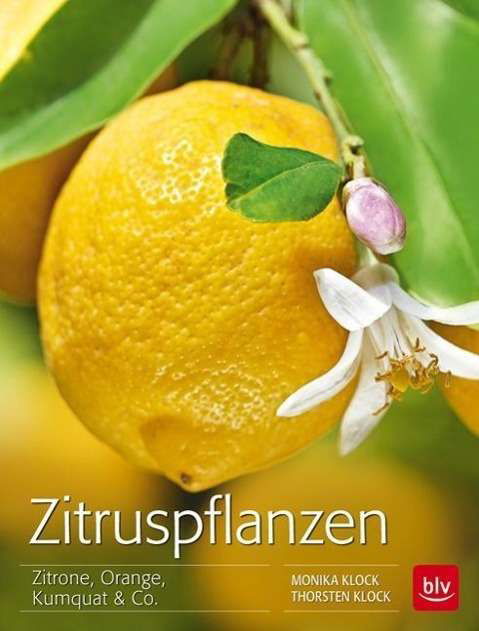 Cover for Klock · Zitruspflanzen (Bok)