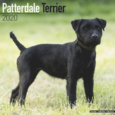 Kal. Patterdale Terrier 2020 - Avonside Publishing Ltd - Books - Avonside Publishing Ltd - 9781785806360 - July 1, 2019