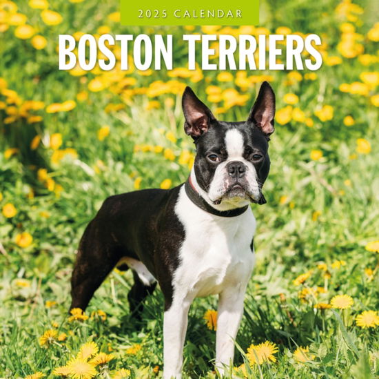 Cover for Red Robin · Boston Terriers 2025 Square Wall Calendar (Paperback Book) (2024)