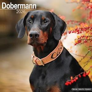 Cover for Dobermann (Euro) Calendar 2026  Square Dog Breed Wall Calendar - 16 Month (Calendar) (2025)
